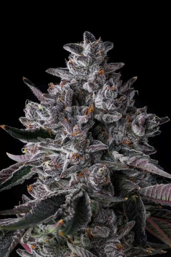 Chrome Dome - Imagem 3