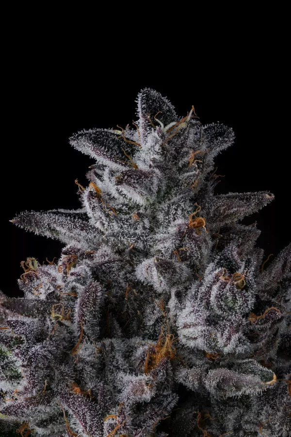 Chrome Dome - Imagem 4
