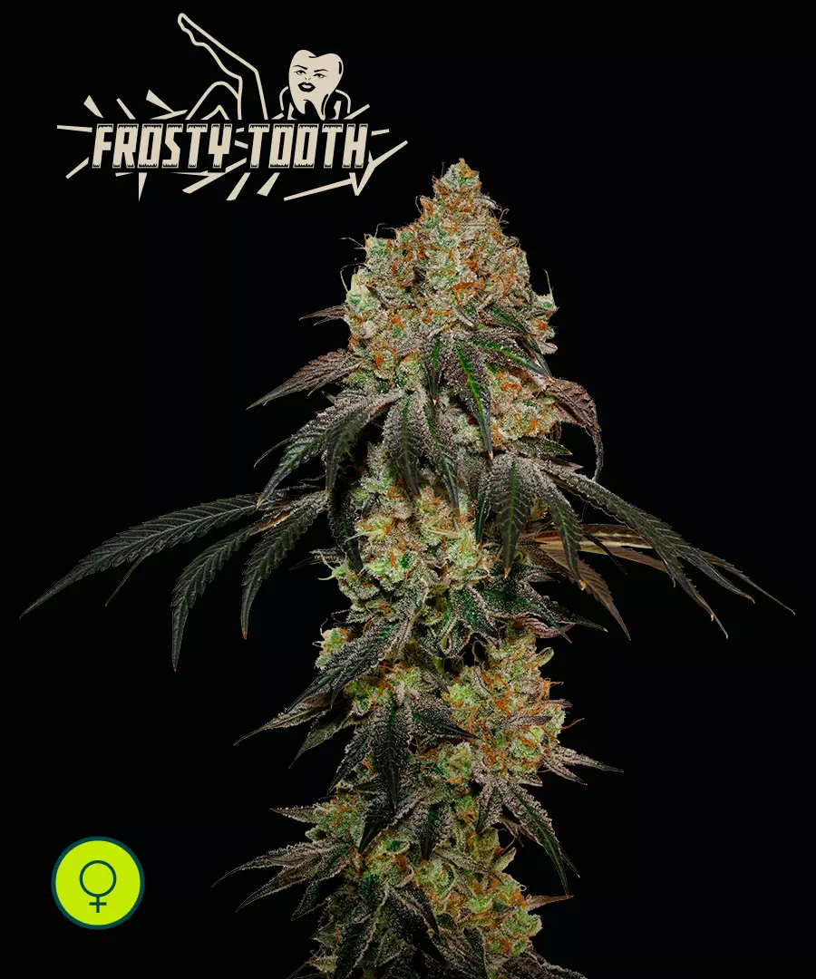 Frosty Tooth