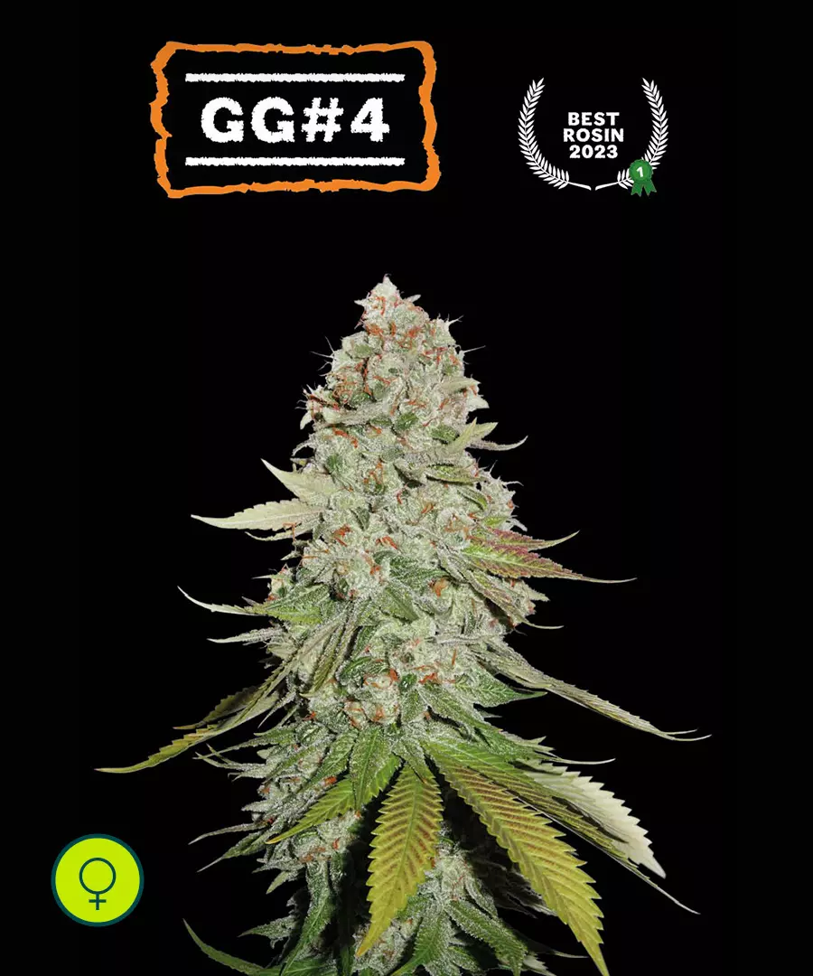 GG#4