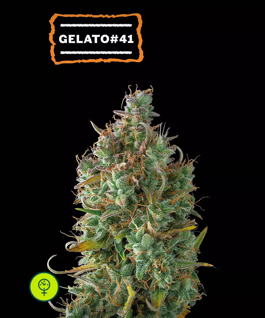 Gelato 41 Auto