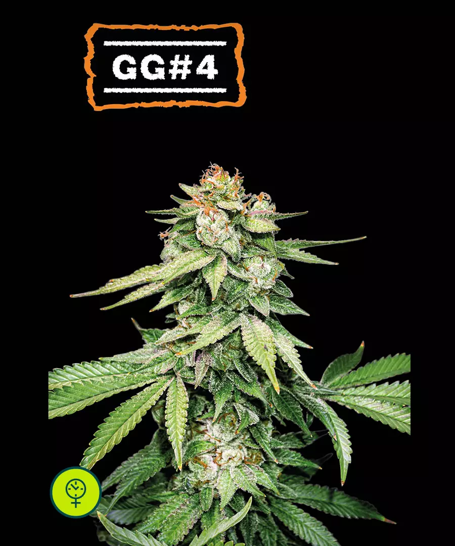 Gg#4 Auto