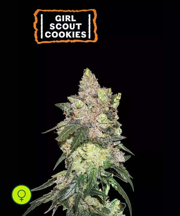 Girl Scout Cookies