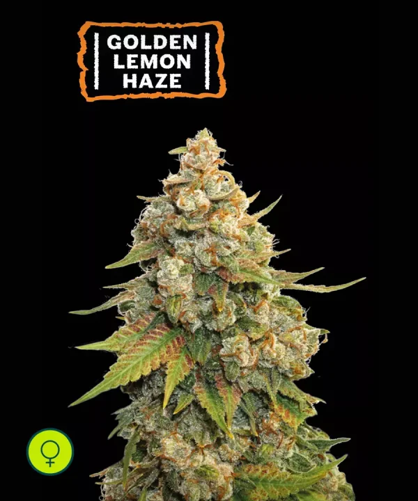 Golden Lemon Haze