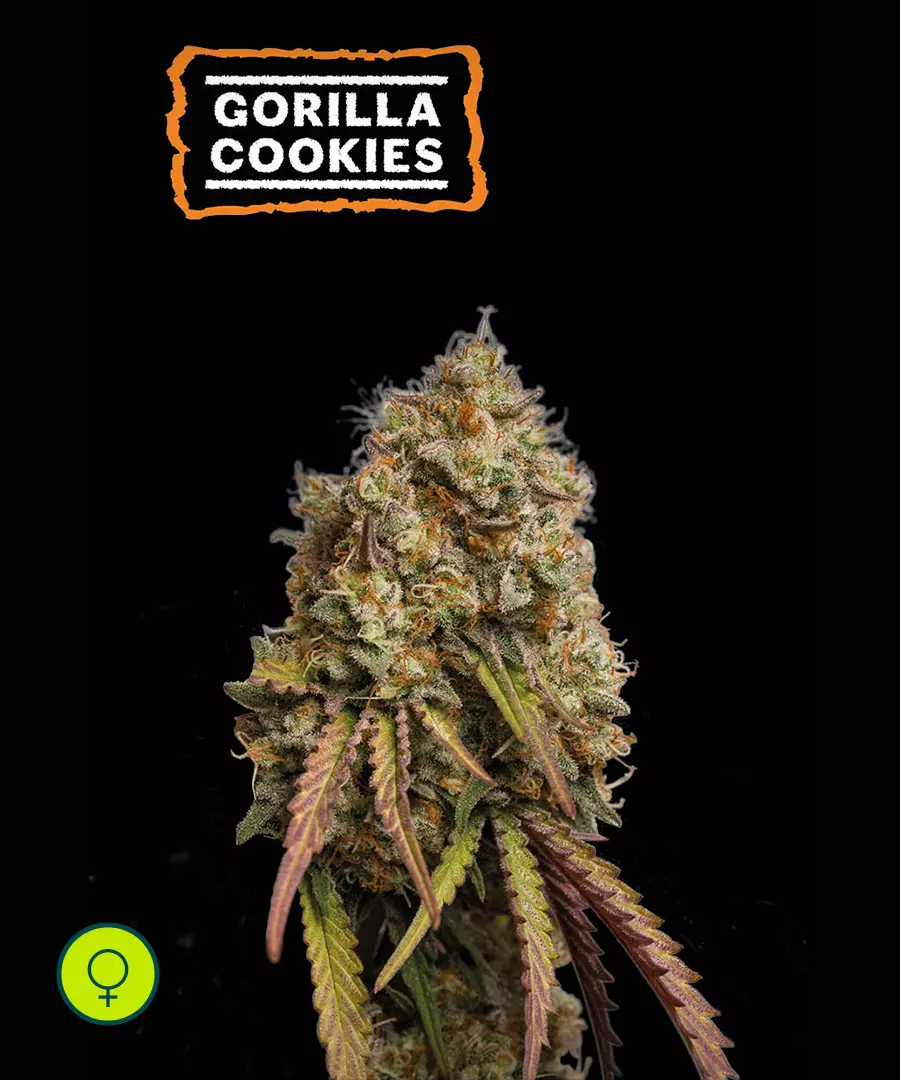 Gorilla Cookies