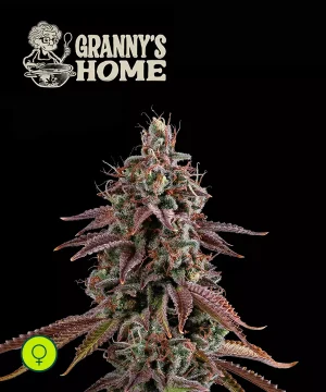 Granny's Home