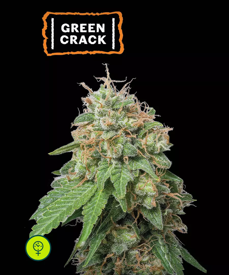 Green Crack Auto