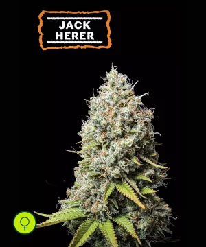 Jack Herer