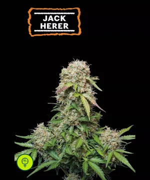Jack Herer Auto
