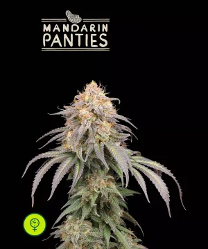 Mandarin Panties Auto