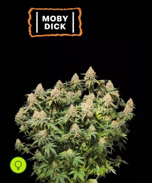 Moby Dick