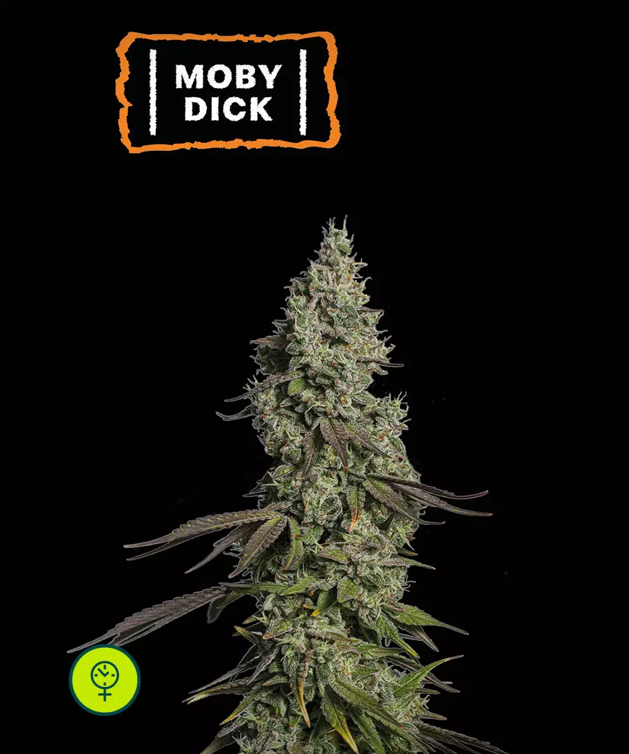 Moby Dick Auto