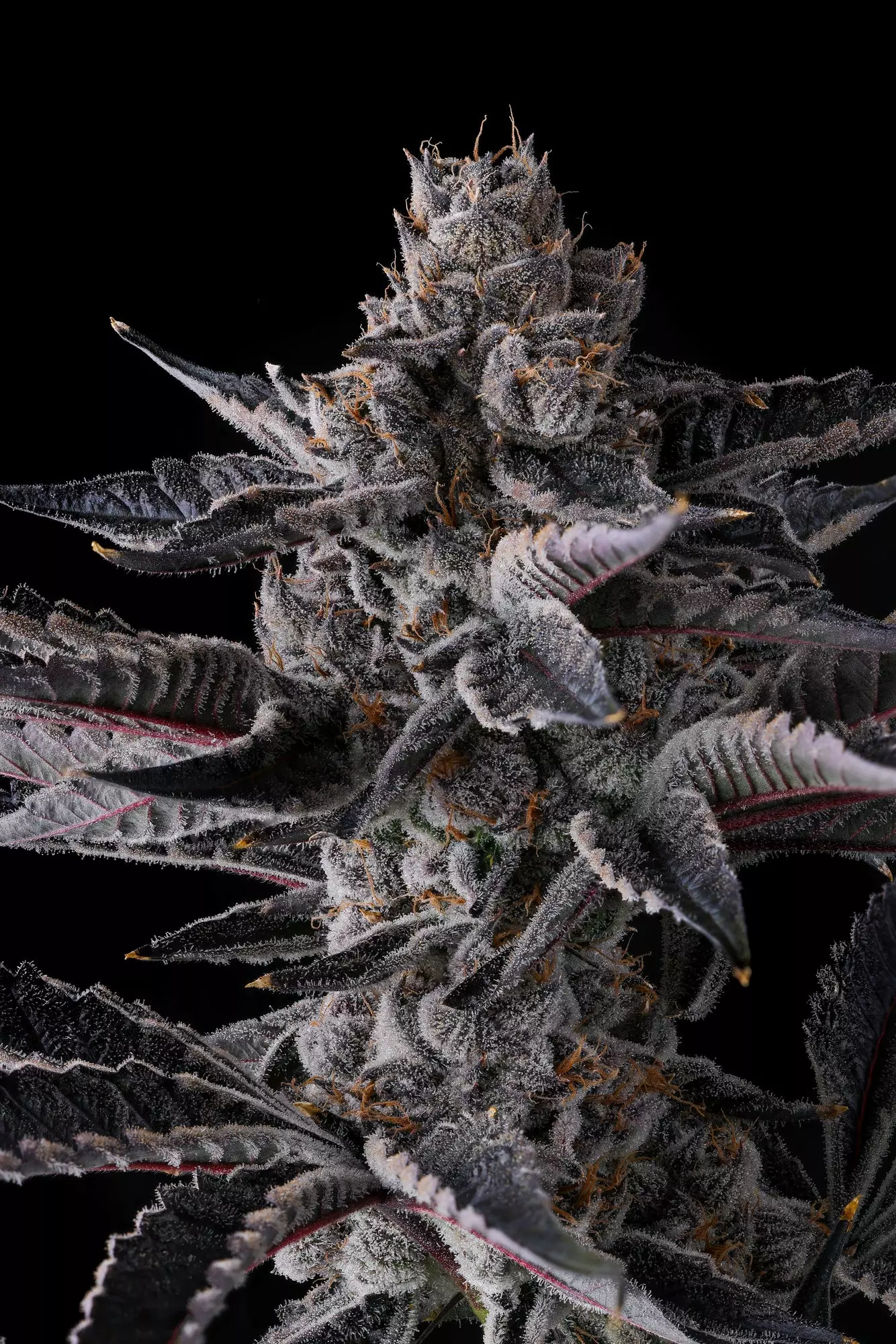 New Money - Imagem 3