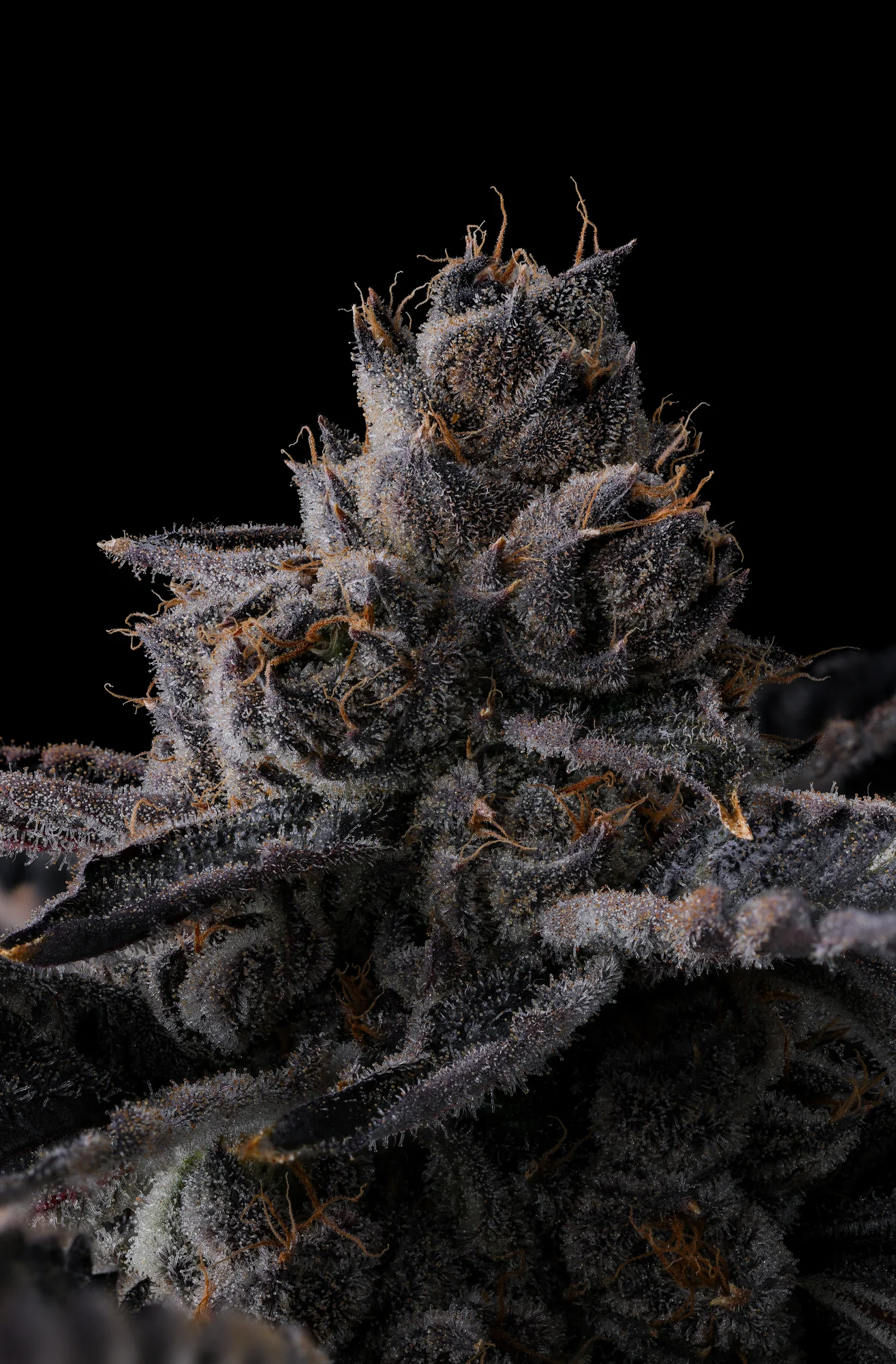 New Money - Imagem 4