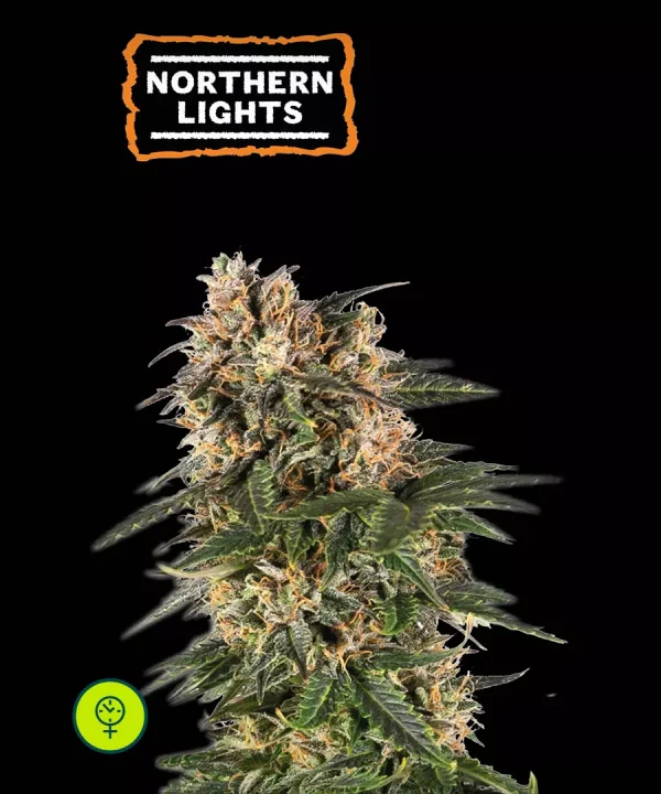 Northern Lights Auto