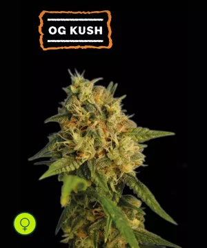 O.g Kush