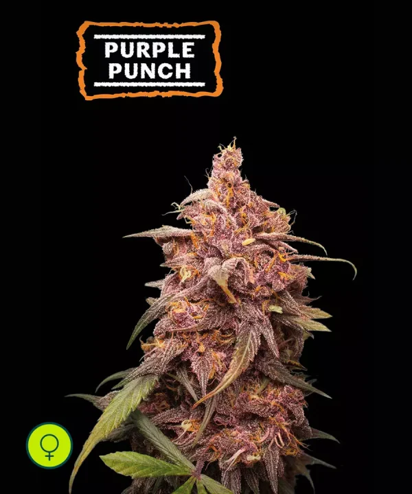 Purple Punch