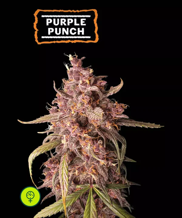 Purple Punch Auto