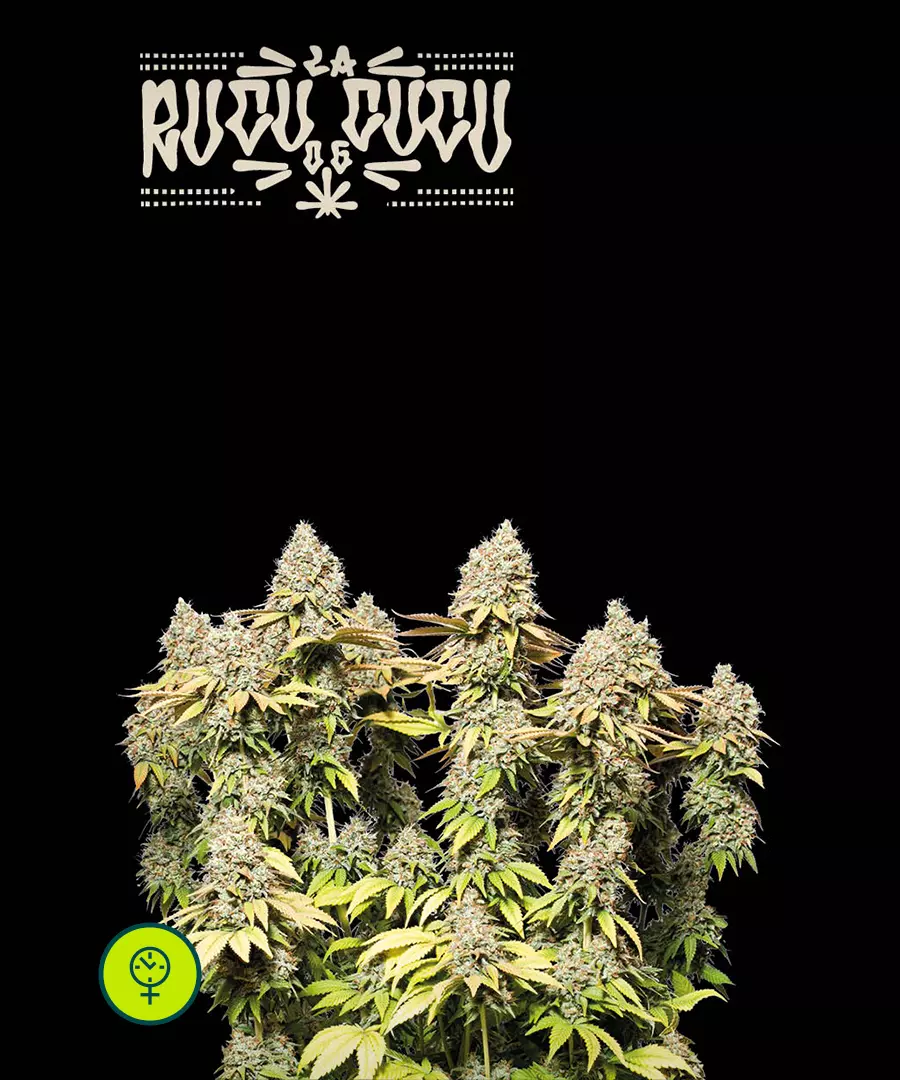 Rucu Cucu Og Auto