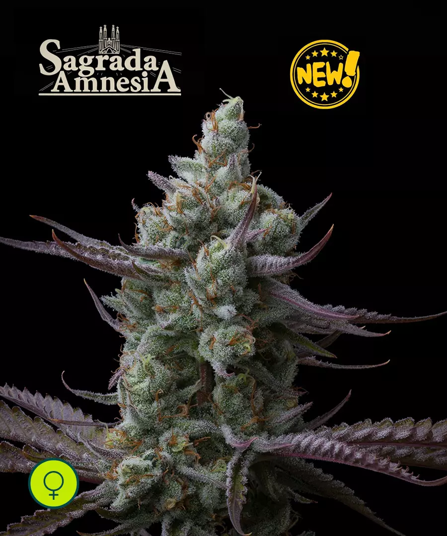 Sagrada Amnesia