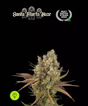 Santa Marta Haze Auto