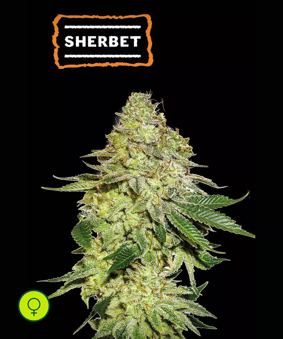 Sherbet