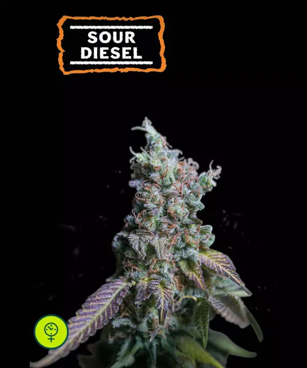 Sour Diesel Auto
