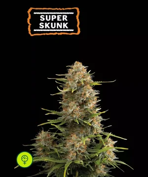 Seedstockers - Netseeds