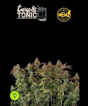Terp & Tonic Auto