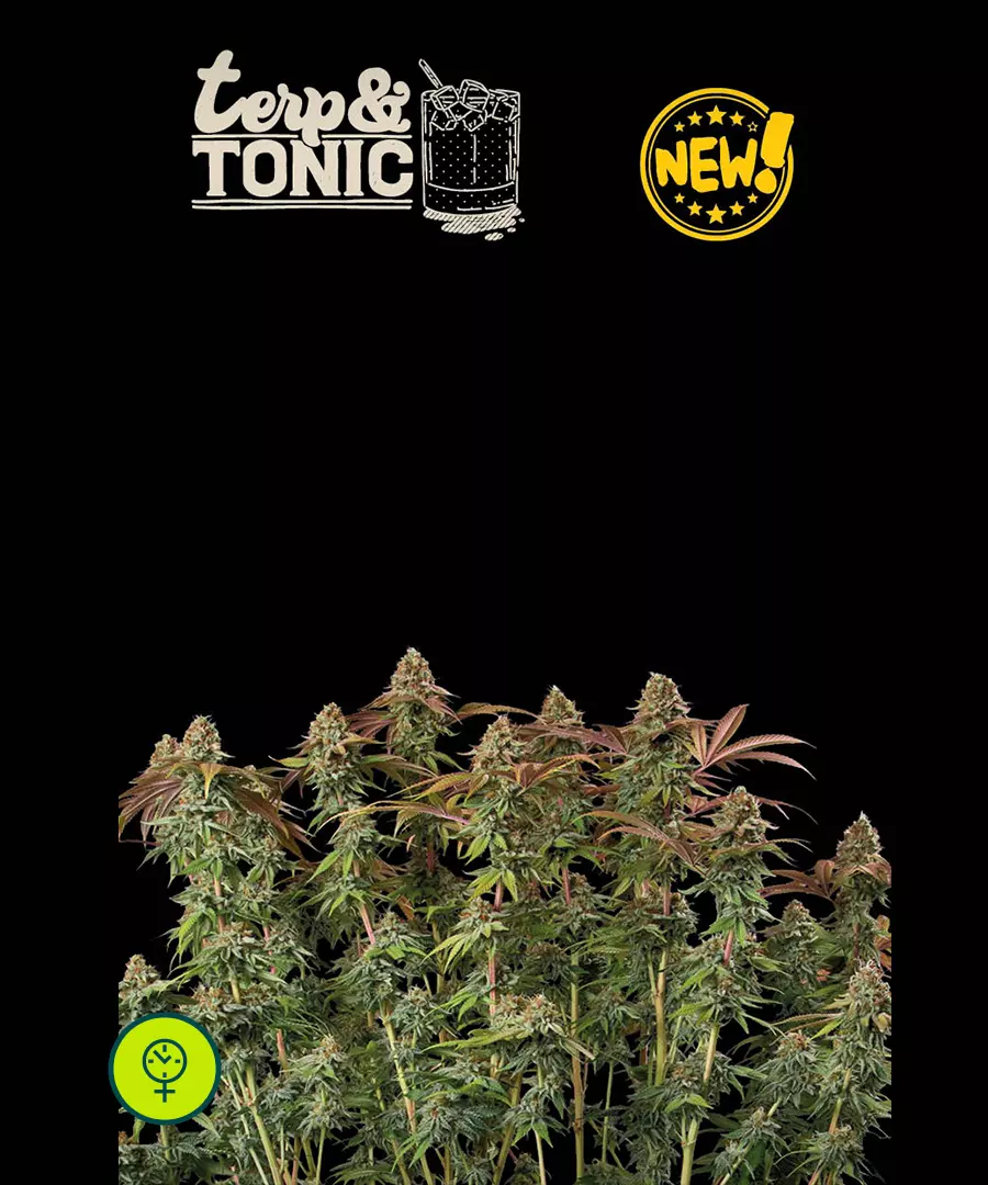 Terp & Tonic Auto