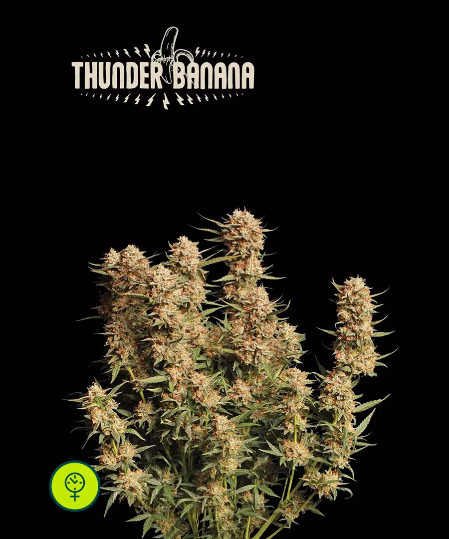 Thunder Banana Auto