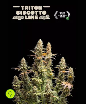 Triton Biscotto Lime