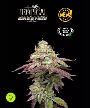 Tropical Zmoothie