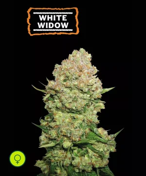 White Widow