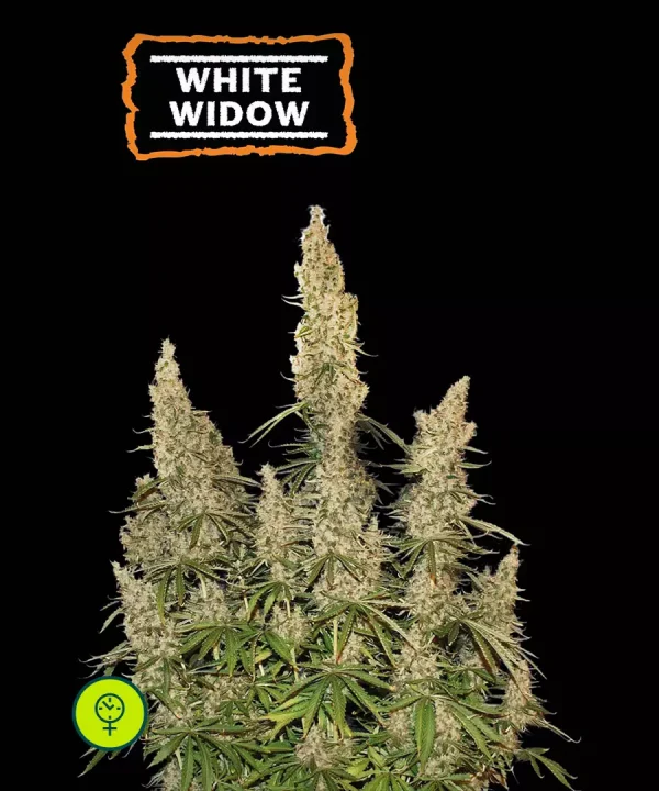 White Widow Auto