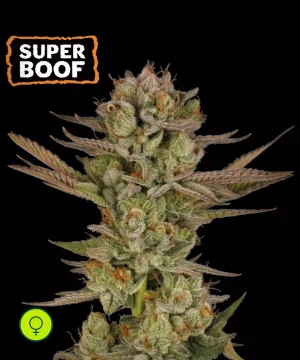 Super Boof