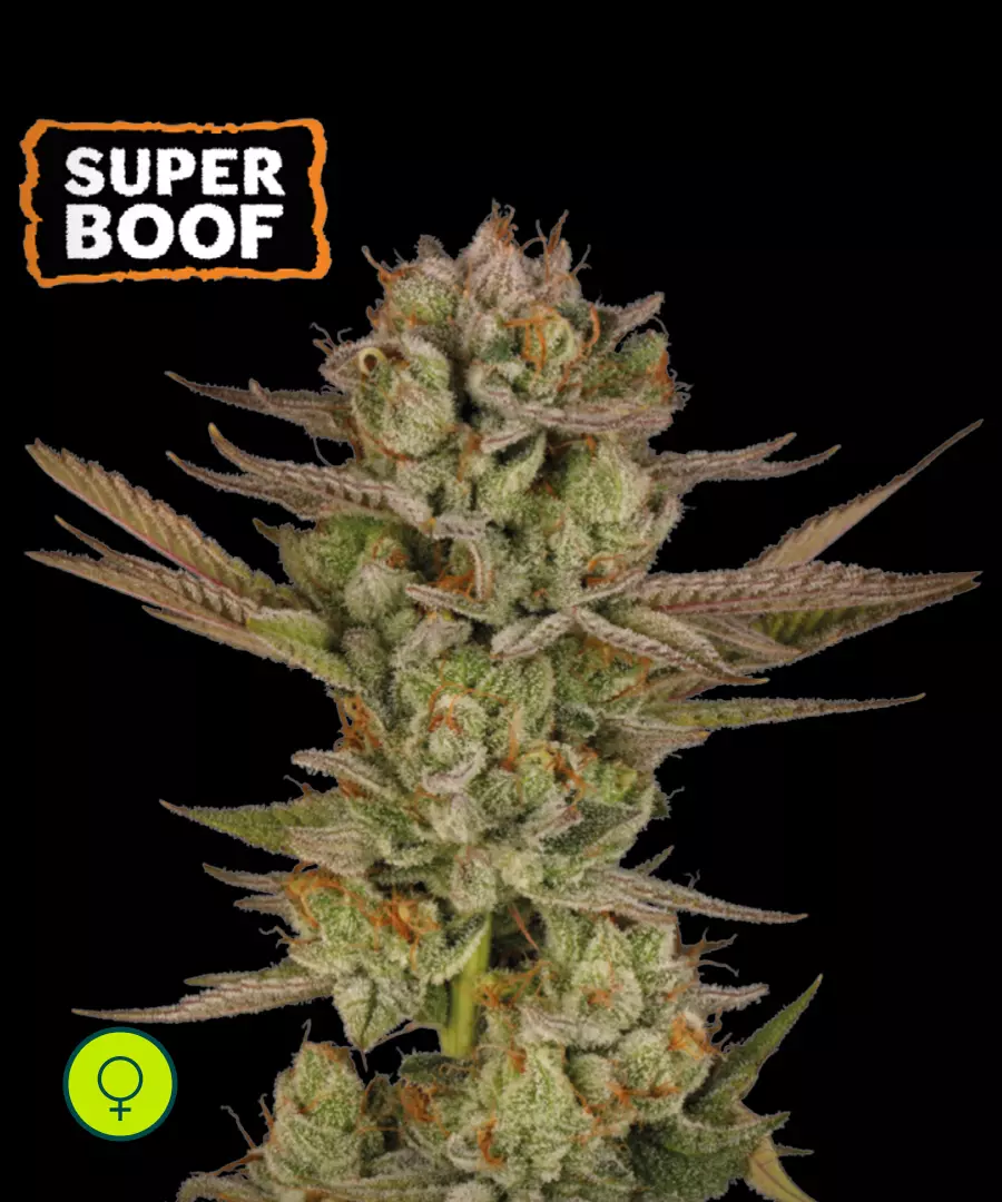 Super Boof