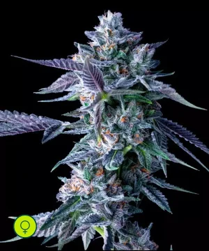 Chocolope