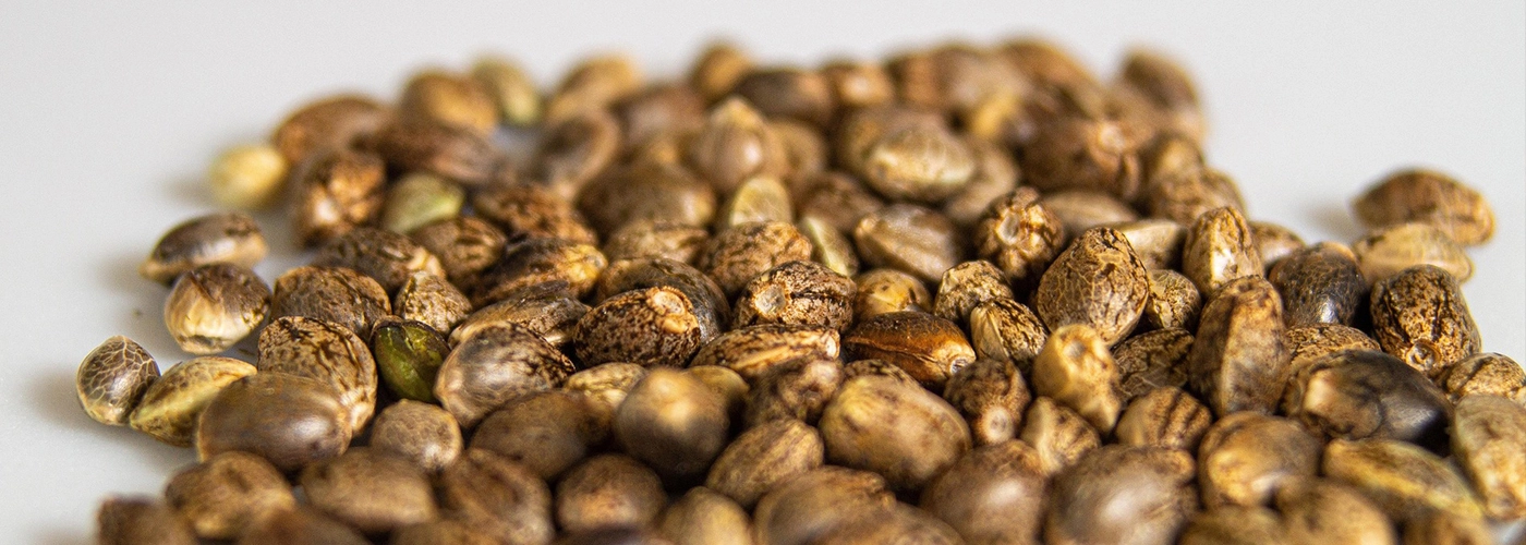 blog-netseeds-germinacao