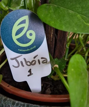 Placas01