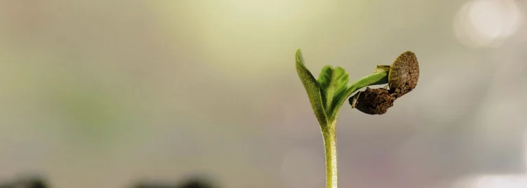 Netseeds é confiável?