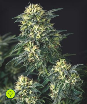 Anesthesia x Runtz