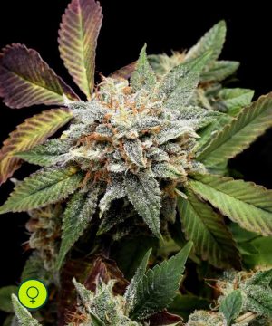 Anubis x Sunset Sherbet