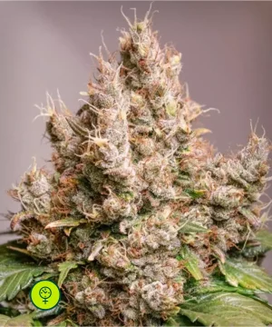 Auto Red Tropicana