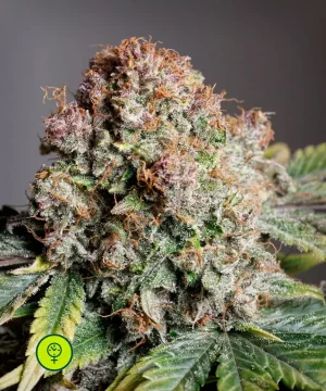 Auto Strawberry Soda