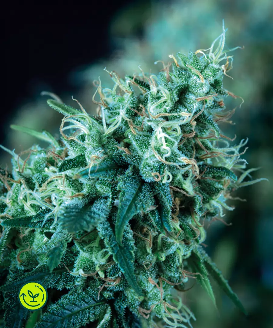 Black Domina - fast version