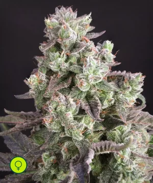 Candy Bubatz XL
