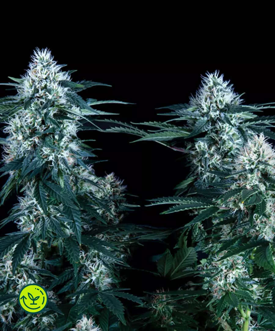 Critical Plus - fast version