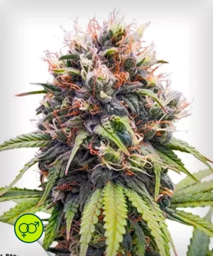 Euforia - Regular