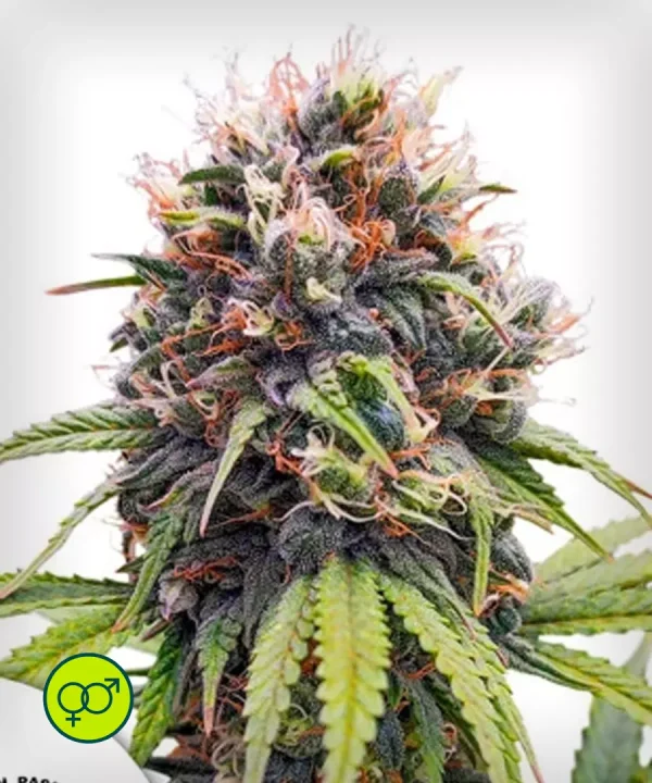 Euforia - Regular